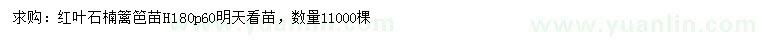 求購高180公分紅葉石楠