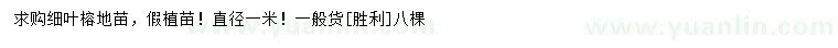 求購直徑1米細(xì)葉榕地苗