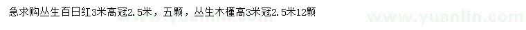 求購(gòu)高3米叢生百日紅、叢生木槿