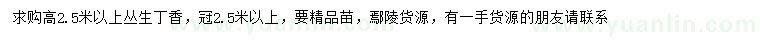 求購高2.5米以上叢生丁香