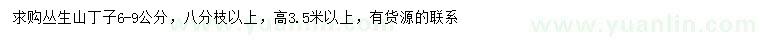 求購6-9公分叢生山丁子