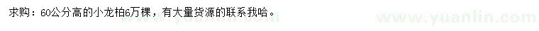 求購高60公分小龍柏