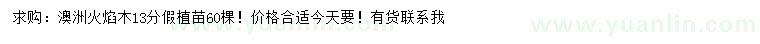 求購13公分澳洲火焰木