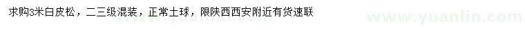 求購3米白皮松