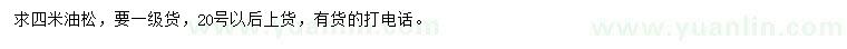 求購4米油松