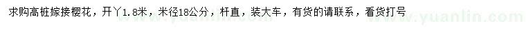 求購(gòu)米徑18公分高樁嫁接櫻花