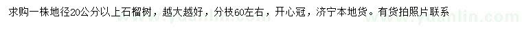 求購地徑20公分以上石榴樹