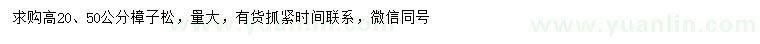 求購高20、50公分樟子松