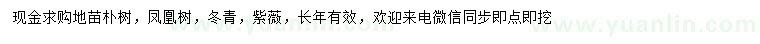 求購(gòu)樸樹(shù)、鳳凰樹(shù)、冬青等