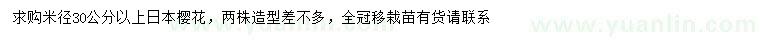 求購米徑30公分以上日本櫻花