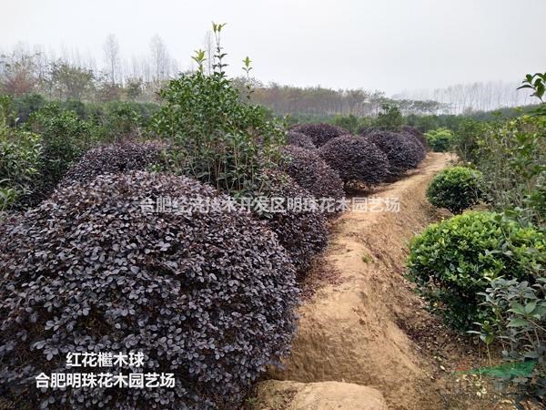 安徽供應(yīng)紅花檵木球規(guī)格齊全