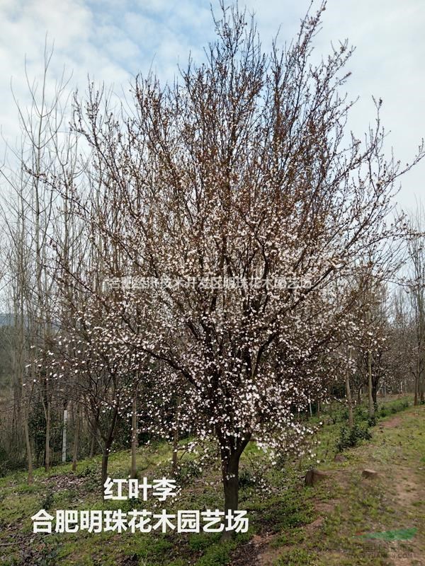 安徽紅葉李3批發/供應