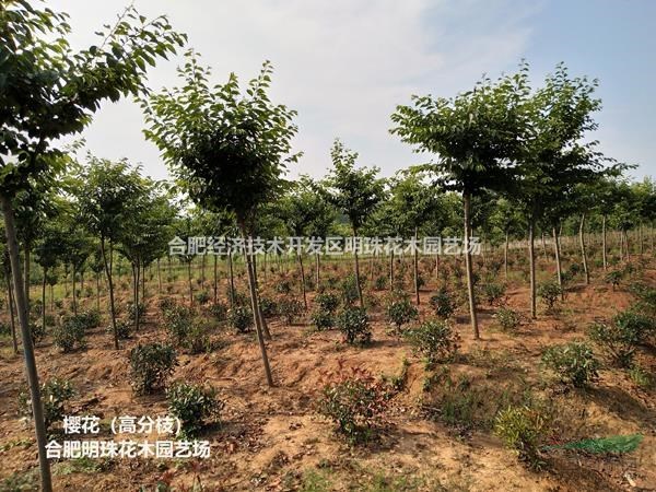 安徽[產品]/安徽櫻花（高分枝）價格/報價