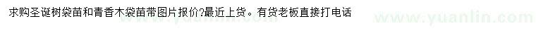 求購圣誕樹、青香木