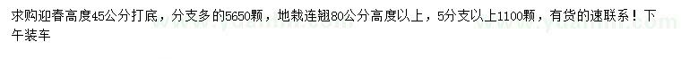 求購(gòu)高45公分迎春、80公分以上連翹