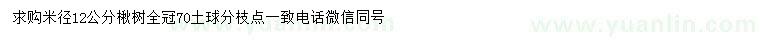 求購米徑12公分楸樹