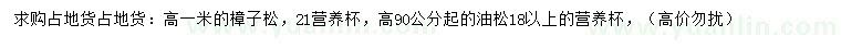 求購高90、100公分樟子松
