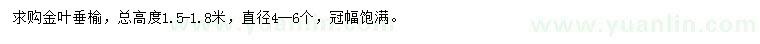 求購(gòu)高1.5-1.8米金葉垂榆