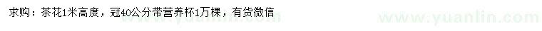 求購(gòu)高1米茶花