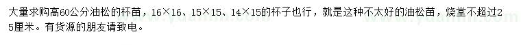 求購高60公分油松