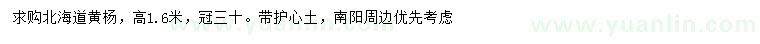 求購高1.6米北海道黃楊