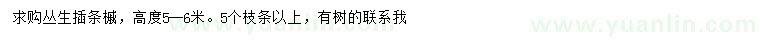 求購高5-6米叢生插條槭