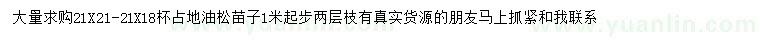 求購1米起步油松
