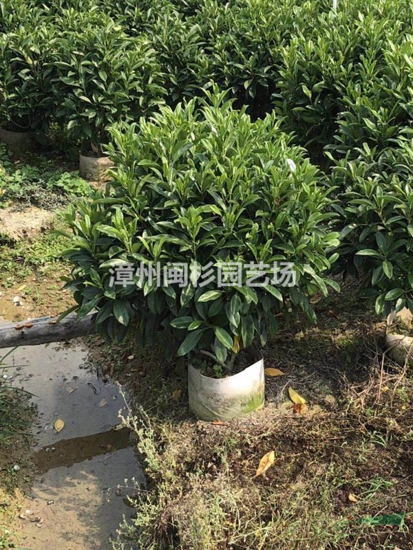 優(yōu)質(zhì)特價非洲茉莉產(chǎn)地直銷