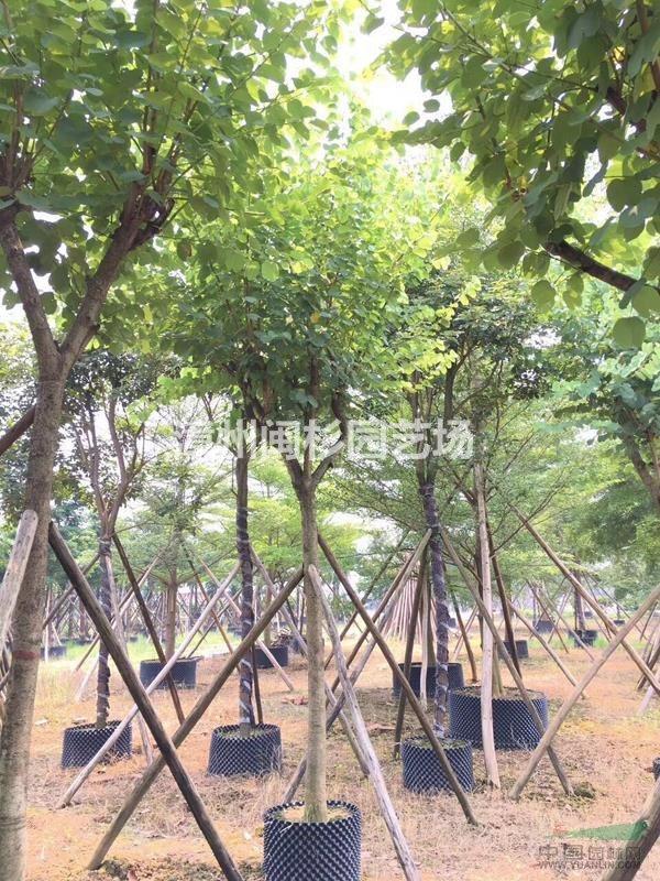 福建[產品]/福建宮粉紫荊價格/報價