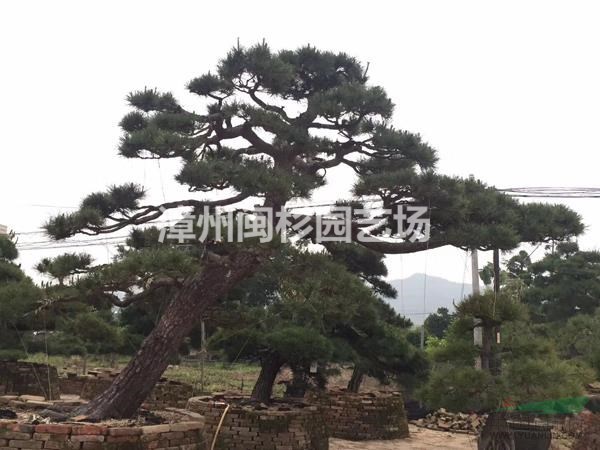 2018年福建黑松最新報價