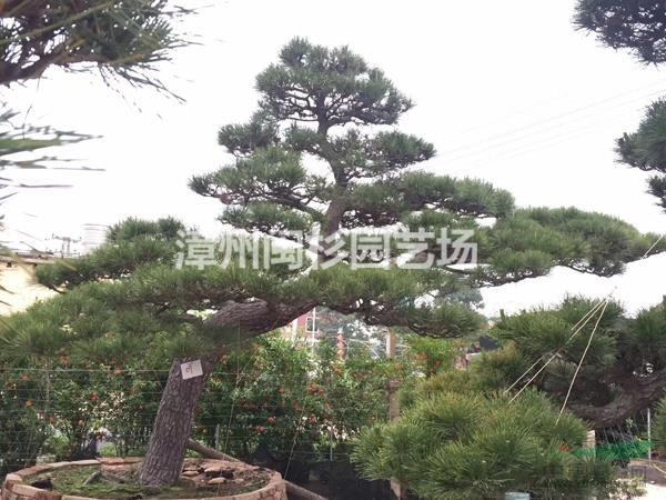 2018年福建黑松最新報價