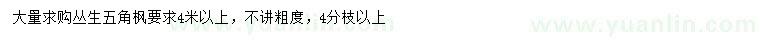 求購4米以上叢生五角楓