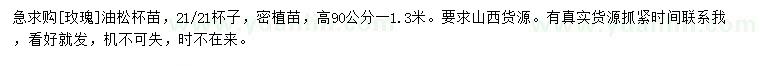 求購高90-130公分油松杯苗