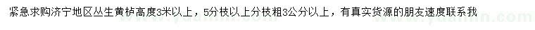 求購高3米以上叢生黃櫨