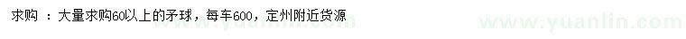 求購60公分以上矛球