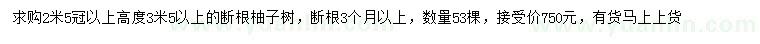 求購高3.5米以上柚子樹