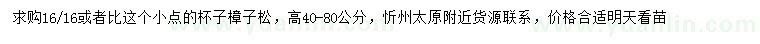 求購高40-80公分樟子松