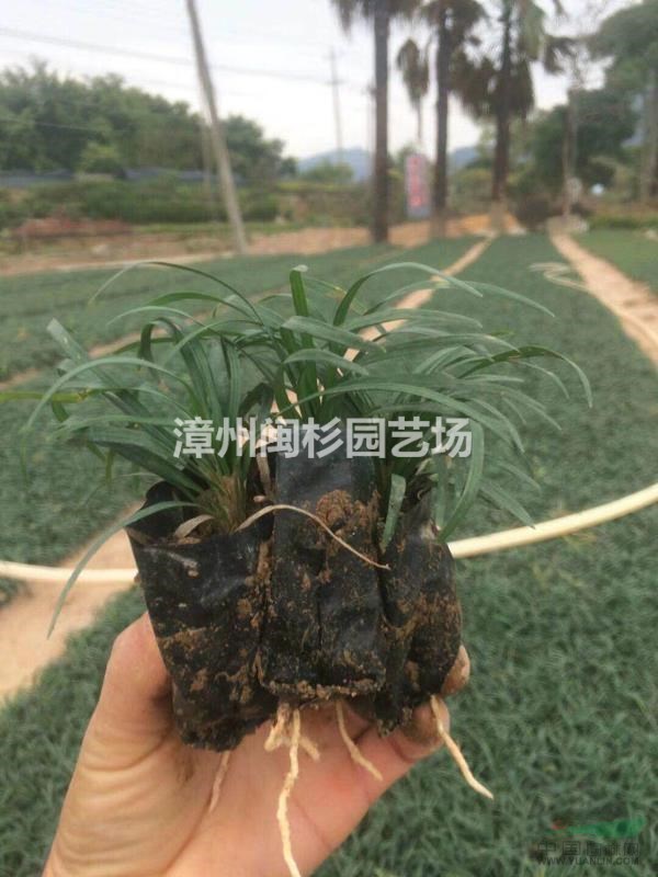 玉龍草圖片/玉龍草報價