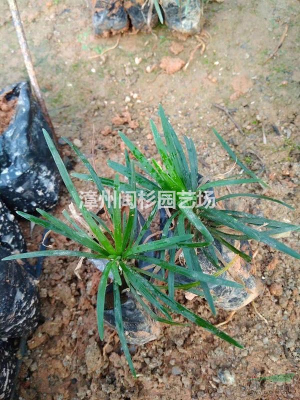 玉龍草圖片/玉龍草報價