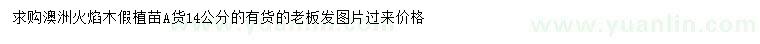 求購(gòu)14公分澳洲火焰木假植苗