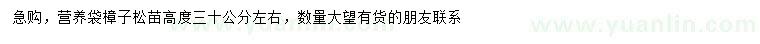 求購高30公分左右樟子松