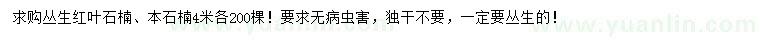 求購4米叢生紅葉石楠、本石楠