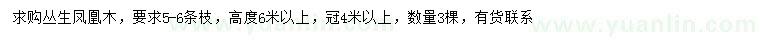 求購高6米以上叢生鳳凰木