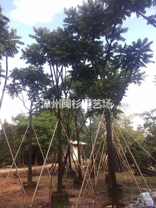 福建麻梀批發(fā)/供應(yīng)