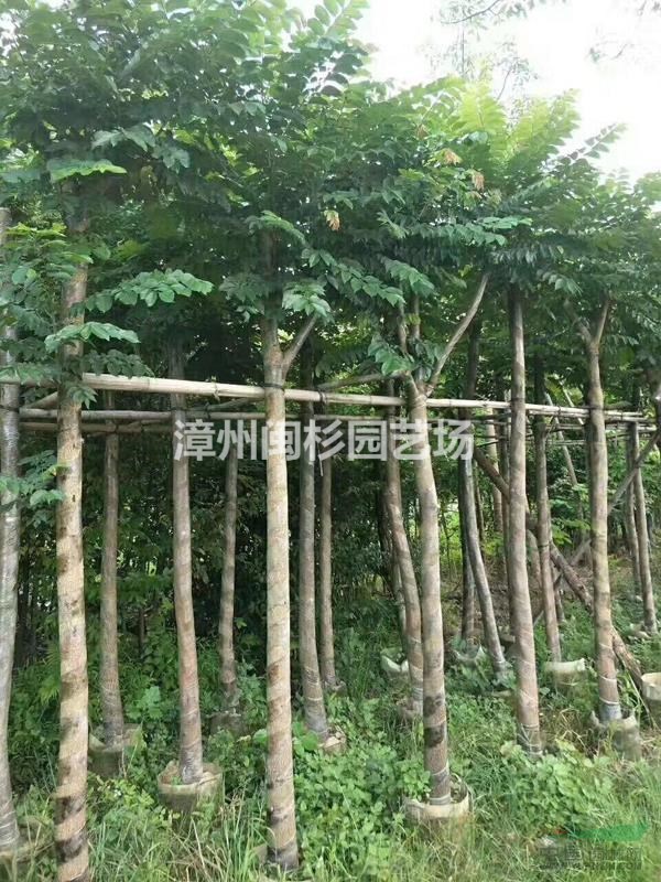 福建麻梀批發(fā)/供應(yīng)