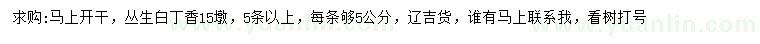 求購(gòu)五分枝以上叢生白丁香