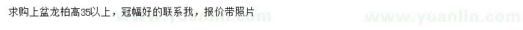 求購高35公分以上龍柏