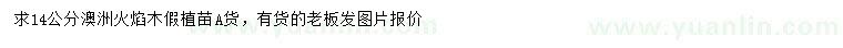 求購(gòu)14公分澳洲火焰木