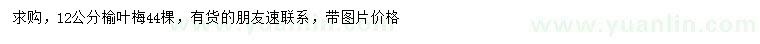 求購12公分榆葉梅