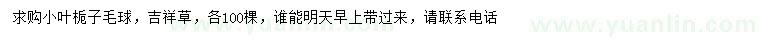 求購小葉梔子毛球、吉祥草